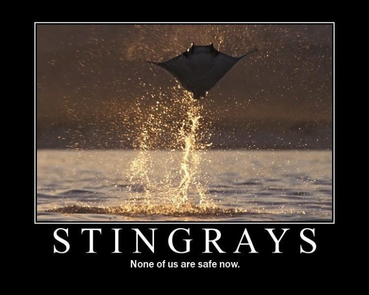 motivational-posters-stingrays-flying-out-of-the-w1