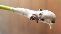 IMG_7951_thumb