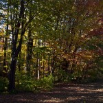 20101008-IMG_5374