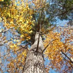 20101017-IMG_7464