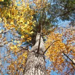20101017-IMG_7464