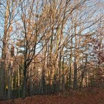 20101027-IMG_9185