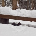 IMG_0513