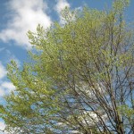 IMG_0757