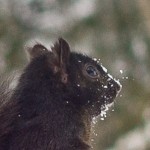 IMG_0838-3
