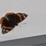 IMG_4925