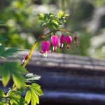 IMG_6137
