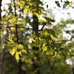 IMG_6265