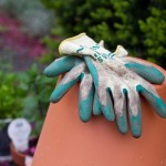 IMG_6446 IMG_6446