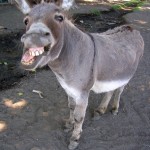 donkey