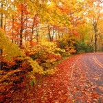 fall-road