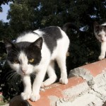 kusadasi3