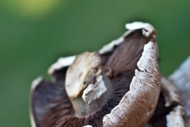 20100824-IMG_1177