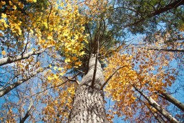 How To Beat A Slump and Get In The Groove 20101017-IMG_7464