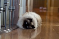 20101127-IMG_3549