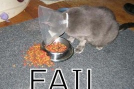Cat%20-%20Fail