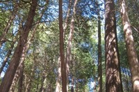 IMG_0274