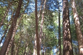 IMG_0274