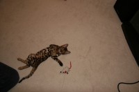 Mousey Mouse IMG_0334