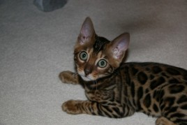 What I didn’t Do Anything! IMG_0386