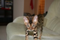 Sketchie As A Kitten IMG_0449