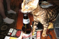 Uh Oh IMG_0466