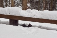I feed the squirrels seeds in the winter IMG_0513