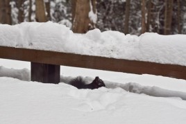 I feed the squirrels seeds in the winter IMG_0513