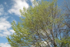 IMG_0757