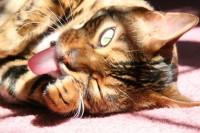 Nice Tongue! IMG_1039