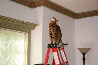 Cats ‘n Ladders IMG_1238