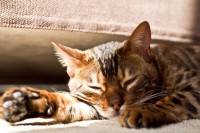 Sleeping Beauty IMG_1449