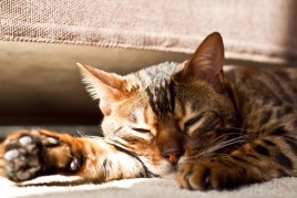 Sleeping Beauty IMG_1449