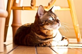 Chillin In the New dining Room IMG_2111