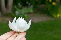 Daily Glow IMG_2224_thumb