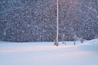 Snow–> Rain? IMG_2400