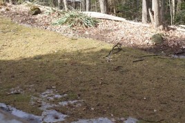 Snow is almost gone March 18 2011 IMG_3017