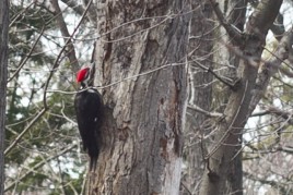 Spring Fever Lemon Dill Hummus IMG_3090