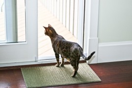 Watching the Squirrels IMG_3434