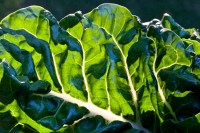 Chard Crossed Lovers IMG_3629