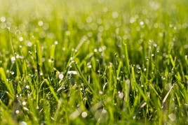 Mango Breakfast Parfait with Cherry-Banana Soft Serve IMG_6742