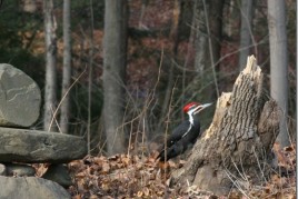 IMG_6787