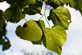 Sun Day IMG_7117