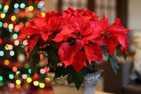 I’m So Excited For Christmas IMG_7486