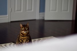 Blueberry Vanilla Bean Pancakes with Blueberry Glaze IMG_7892