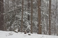 IMG_8509