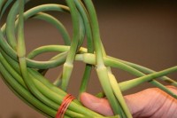 Easy Vegan Garlic Scape Pesto IMG_8989