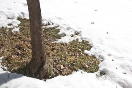 Taco Salad For One + Using Props in Photos IMG_1188