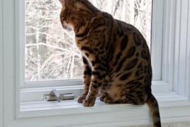 Spring Fever! IMG_9492