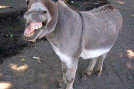 donkey